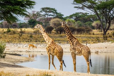 © Fabien Guenzi - Girafes - Parc national du Tarangire - Tanzanie Girafes - Parc national du Tarangire - Tanzanie