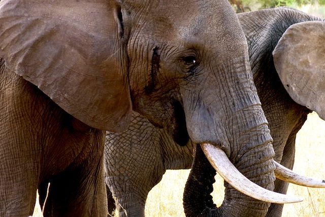 Safari : Safaris d'exception de la Tanzanie au Rwanda Voyage Safaris d'exception de la Tanzanie au Rwanda