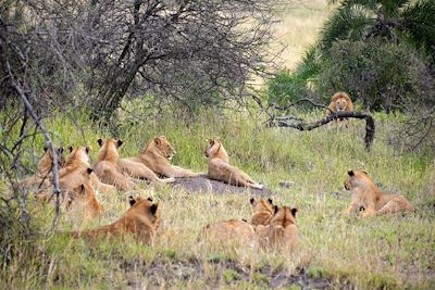 © Fabrice Del Taglia - Parc National Serengeti - Tanzanie Parc National Serengeti - Tanzanie