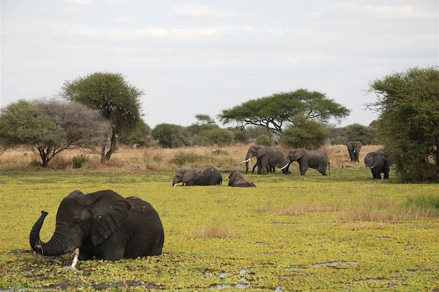 Voyage L'appel de la savane
