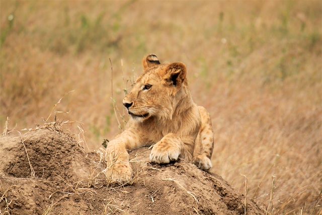 Safari en véhicule : Kaléidoscope animalier Voyage Kaléidoscope animalier