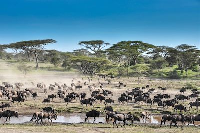Safari en véhicule Tarangire