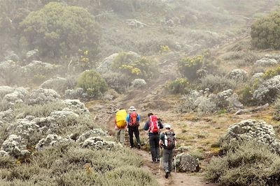 © www.vincentgaudin.com - Montée vers le campement de Shira à 3900m sur le Kilimandjaro - Tanzanie Montée vers le campement de Shira à 3900m sur le Kilimandjaro - Tanzanie