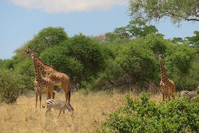Safari - Parc national de Tarangire - Tanzanie