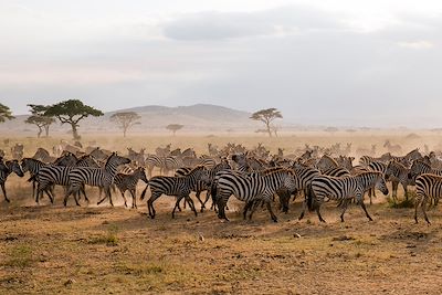 Parc national de Serengeti - Tanzanie 
