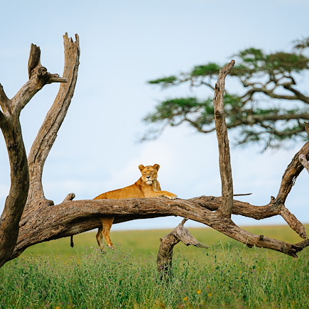 Voyage Serengeti