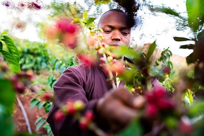 Bashay Rift Lodge - Karatu - Tanzanie