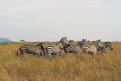 Parc national du Serengeti - Tanzanie