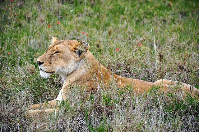 Voyage En famille au royaume des lions