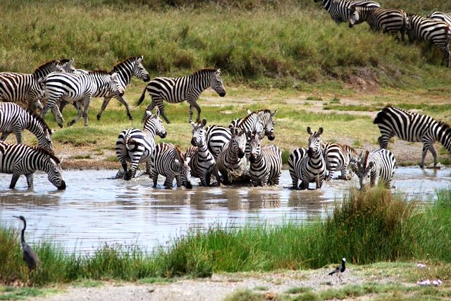 Safari Tanzanie Lac Manyara