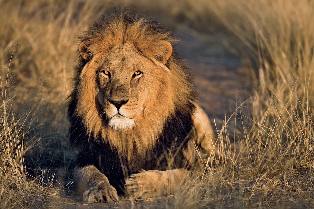 Voyage Ngorongoro