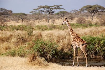 parc du Serengeti - Tanzanie