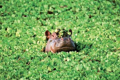 Voyage Ngorongoro