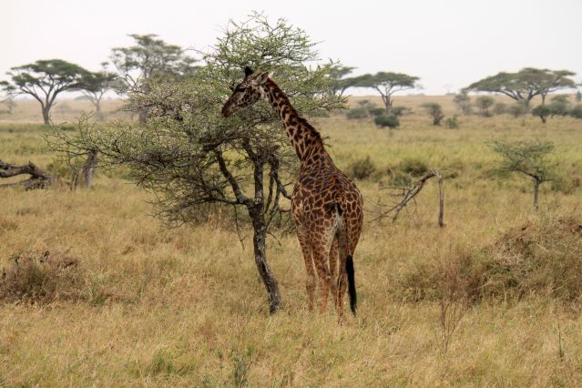 Voyage Au cœur de la grande migration du Serengeti