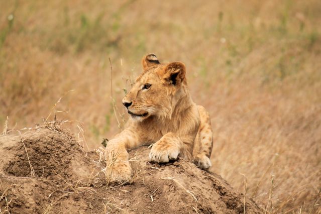 Lionne au parc du Serengeti - Tanzanie