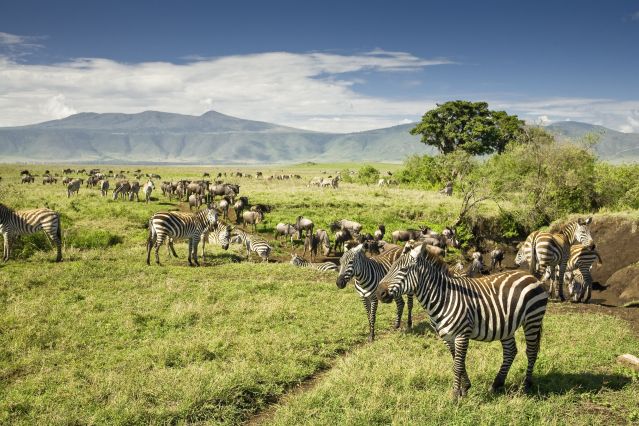 Safari en véhicule Ngorongoro