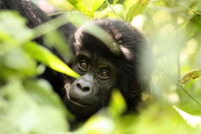 Voyage Ouganda - Rwanda, spécial primates 2