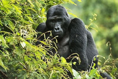 Voyage Forêts impénétrables et safaris 3