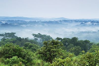 Voyage Forêts impénétrables et safaris 2