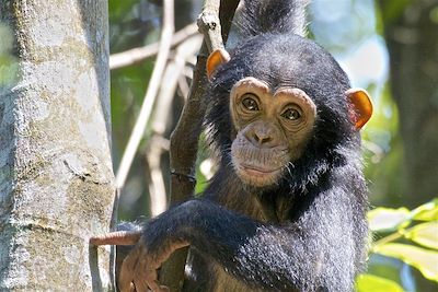 Chimpanzé - Rwanda