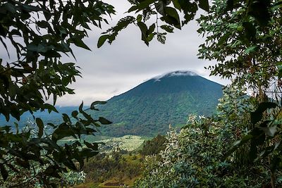 Bisate Lodge - Parc National des Volcans - Rwanda