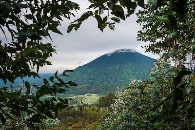 Voyage Ouganda - Rwanda, spécial primates 3