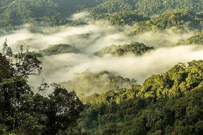 Voyage Ouganda - Rwanda, spécial primates 1