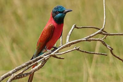 Oiseau - Murchison Falls - Ouganda