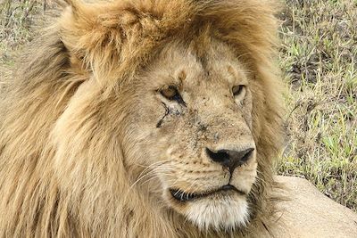 Lion - Sipi Falls - Ouganda