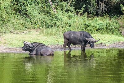 © Anne-Marie Duffoux - En bateau dans le parc national du lac Mburo - Ouganda En bateau dans le parc national du lac Mburo - Ouganda