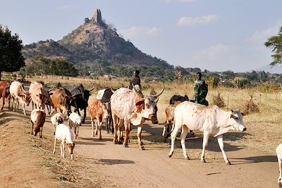 © Marcel Walter - Vaches - Parc national Kidepo Valley - Ouganda Vaches - Parc national Kidepo Valley - Ouganda