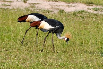 © Marcel Walter - Grue royale - Parc national Kidepo Valley - Ouganda Grue royale - Parc national Kidepo Valley - Ouganda