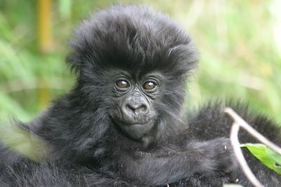 Ouganda - Rwanda, spécial primates