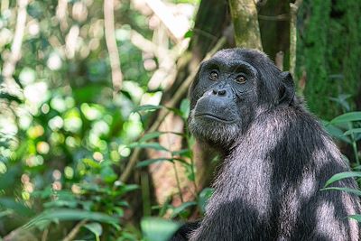 Chimpanzé 