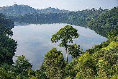 Parc national de Kibale - Ouganda