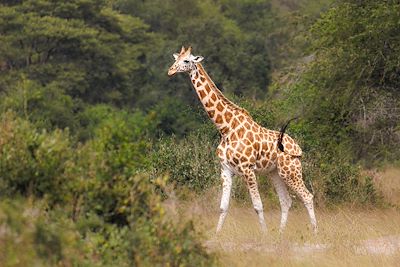 Girafe - Parc national du lac Mburo - Ouganda