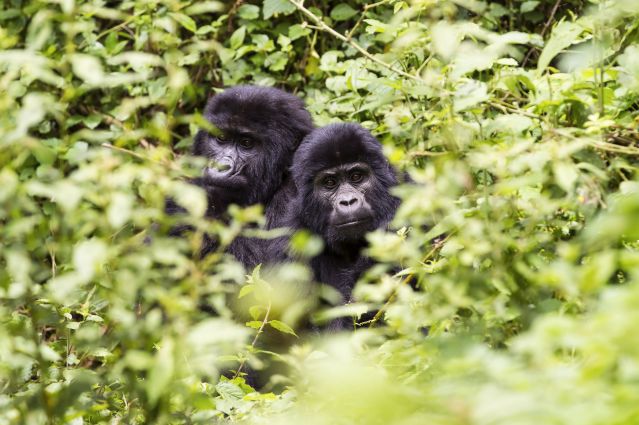 Gorilles des montagnes - Parc national de Bwindi - Ouganda