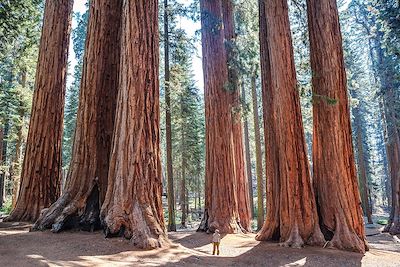Sequoia National Park - Californie - Etats-Unis