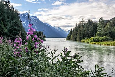Fleurs sauvages - Alaska - Etats-Unis