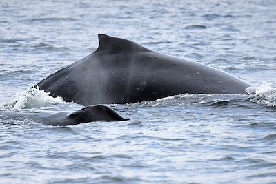 Baleines dans la péninsule de Kenai - Alaska - États-Unis 