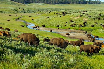 Bisons - Yellowstone - Etats-Unis