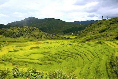 Rizières en terrasse - Région Sapa - Vietnam