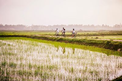 VTT au milieu des rizières - Vietnam