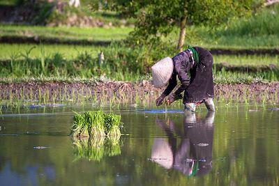 Nghia Lo - Vietnam