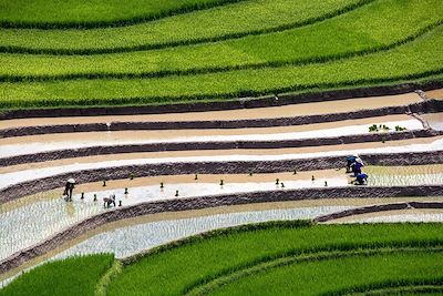 Mu Cang Chai - Vietnam