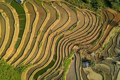 Rizière Ha Giang - Vietnam 