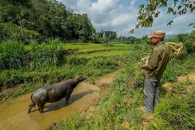 Région de Bac Ha - Vietnam