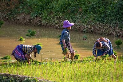 Bac Ha - Vietnam