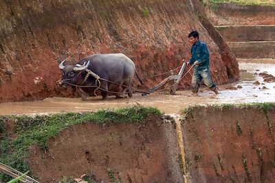 Suoi Thau - Vietnam