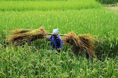 Récolte de riz - Cao Bang - Vietnam